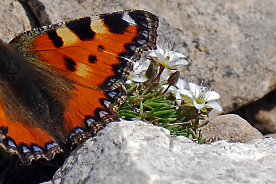 Fiore Lagazuoi da id.